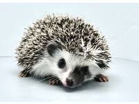 hedgehog photo