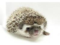 hedgehog photo
