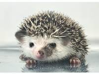 hedgehog photo