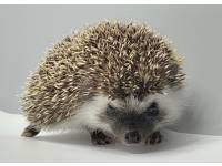 hedgehog photo