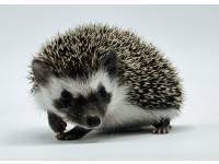 hedgehog photo