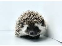 hedgehog photo