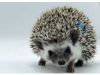 hedgehog photo