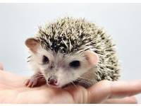 hedgehog photo