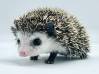photo of hedgehog for sale
