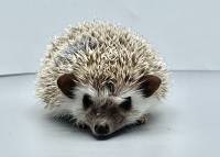 hedgehog photo