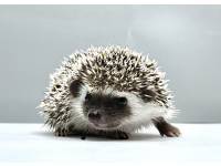 hedgehog photo