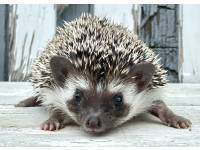 hedgehog photo