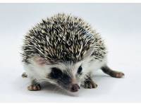 hedgehog photo