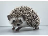 hedgehog photo