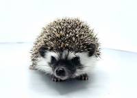 hedgehog photo