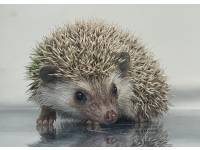 hedgehog photo