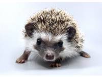 hedgehog photo