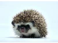 hedgehog photo