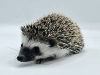 photo of hedgehog for sale