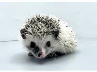 hedgehog photo