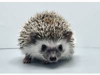 hedgehog photo