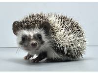 hedgehog photo