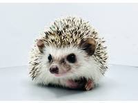 hedgehog photo