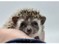 hedgehog photo