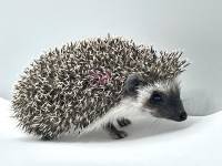 hedgehog photo