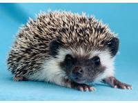 hedgehog photo