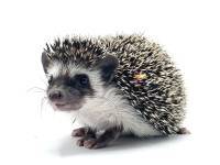 hedgehog photo