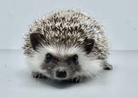 hedgehog photo