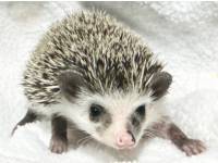 hedgehog photo