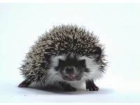 hedgehog photo