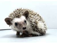 hedgehog photo