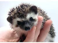 hedgehog photo