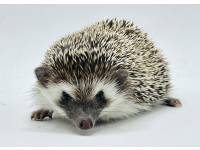 hedgehog photo