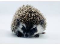 hedgehog photo