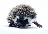 hedgehog photo