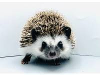 hedgehog photo