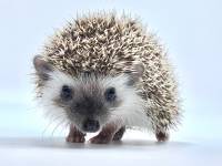 hedgehog photo