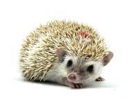 hedgehog photo