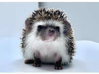 hedgehog photo