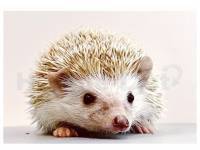 hedgehog photo