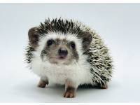 hedgehog photo