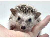 hedgehog photo