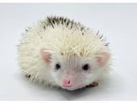 hedgehog photo