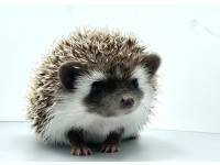 hedgehog photo