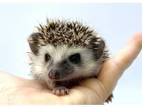 hedgehog photo