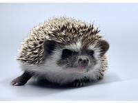 hedgehog photo