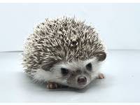 hedgehog photo