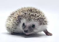 hedgehog photo