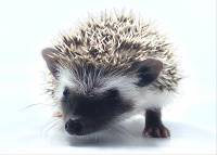 hedgehog photo