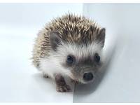 hedgehog photo